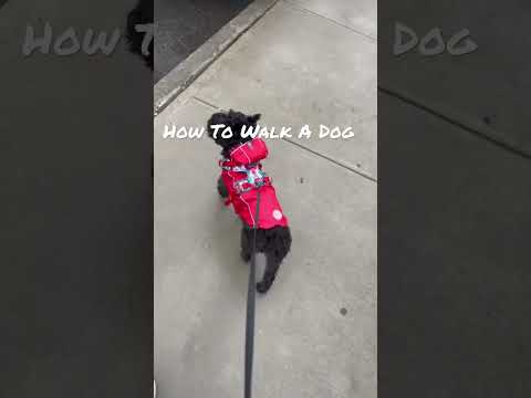 How To Walk A Dog