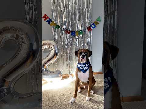 Bruno turned 2🥹 #dogsofyoutube #boxerdog #birthday