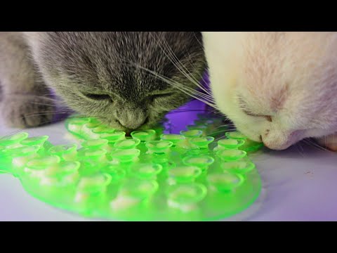 Kittens Purring Licking Eating ASMR