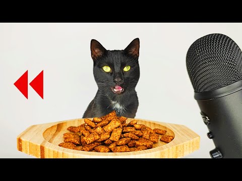 REVERSE ASMR Cat eating Dry Food