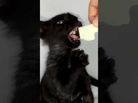 ASMR Mukbang Cat Eating 😺