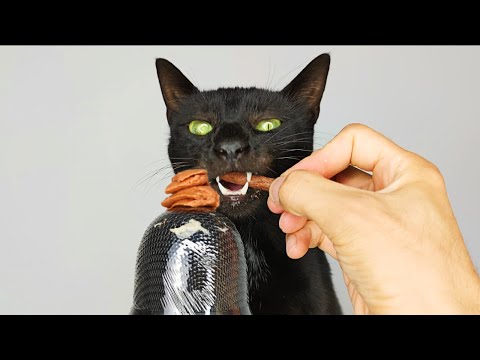 ASMR Cat Eating Creamy Treats on Microphone