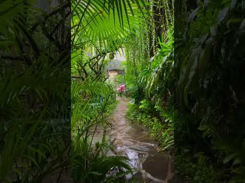 #relaxing #asmr #bali #tropicalrain