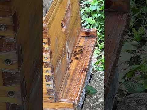 Busy Bees Returning Home 🐝 | Pollen-Packed Honeybees at the Hive