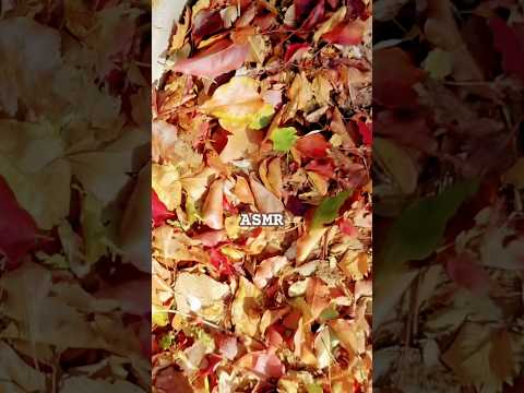 #fall #asmr #satisfying #visualtingle #asmrsounds #warmsleepjazz #asmrcommunity