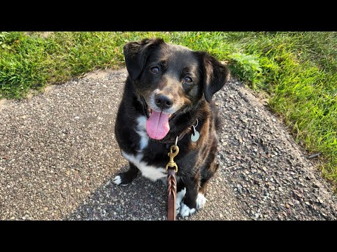 Zelda's Surgery and Video Update for this Week