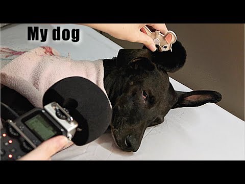 ASMR: APLICADO NA MINHA CACHORRINHA - MASSAGEM E CARINHO - Naiane