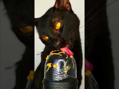 ASMR Mukbang Cat Licking 👅