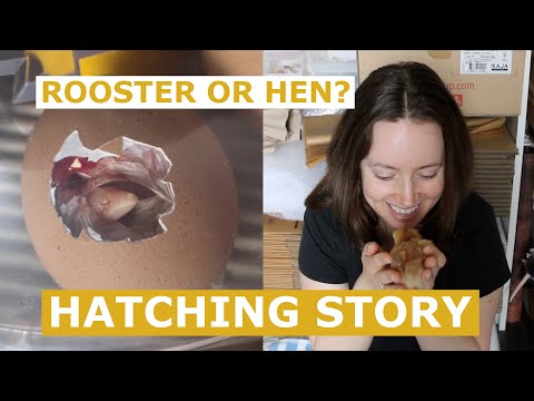 ASMR Whisper 🐣 Lots Of Kisses 🐣 Hatching Story | Rooster Or Hen? 🐓 The Chicken Series