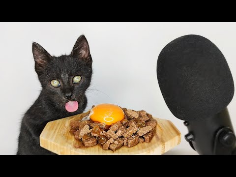 Kitten eating Egg Yolk & Wet Food ASMR