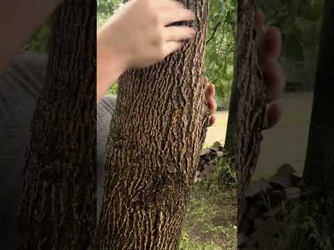 ASMR Giving A Tree A Massage in the Rain #asmr