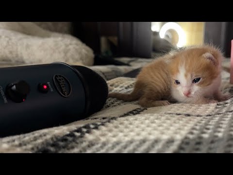Kitty Asmr
