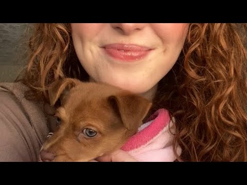 ~ASMR~ Meet My New Puppy!!