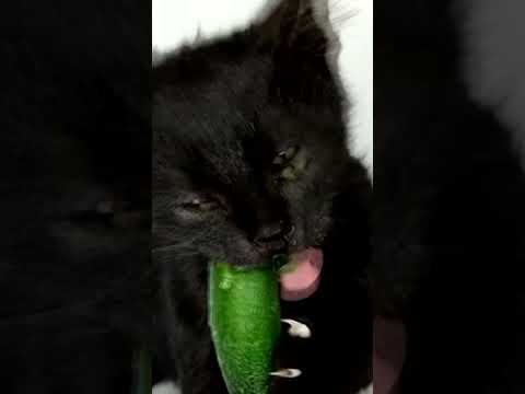 Cat ASMR Mukbang 🥒