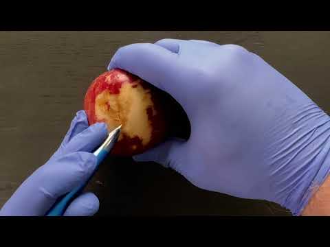 ASMR | Doing Surgery on an Apple