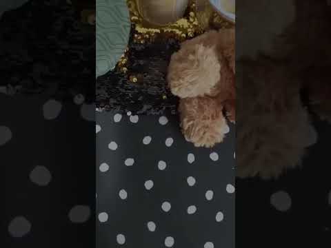 spontaneous fast and aggressive ASMR (Lo-Fi Friday ASMR Alysaa)