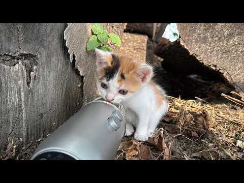 What Happens When Kittens Find a Microphone? 🎤