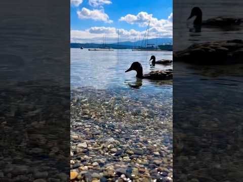 ASMR Relaxing by the Lake🦆