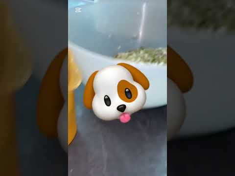 It tastes better than it looks #cooking #baking #dog #funny #chaos #fyp #fypシ゚viral #viralvideo