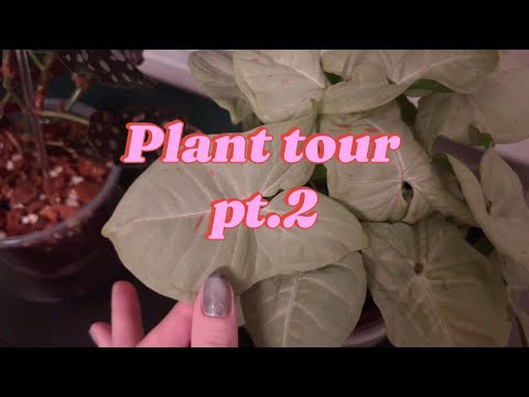 Plant Tour Part 2 !! 🌱🌸 ASMR whispers