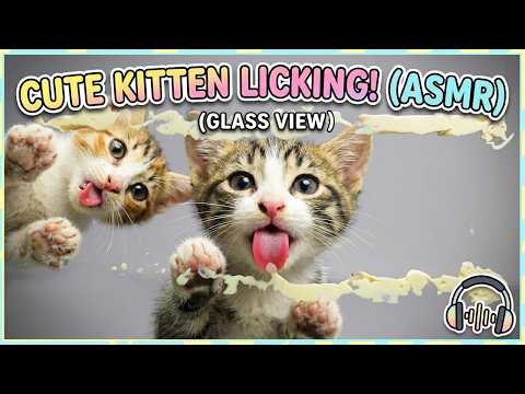 Cute Kittens Licking Treats ASMR Glass View