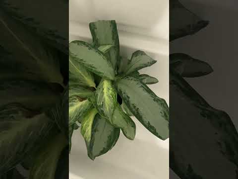 ASMR 🌧️ Placing Plants in the Shower | Rainfall Relaxation & Whispering Sounds #asmr #cleangasmr