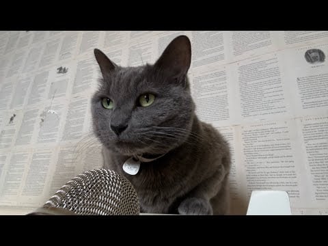my cat tries ASMR (lots of purrrs) 🐈‍⬛