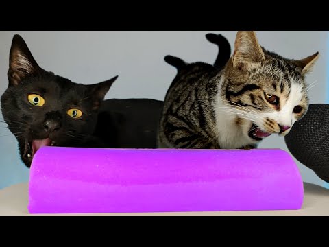 Cats Eating Purple ASMR Mukbang 💜