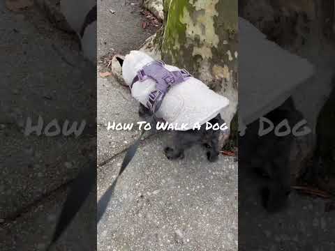 How To Walk A Dog