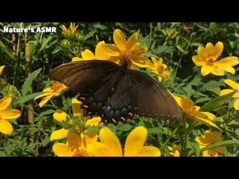 ASMR MOUTH SOUNDS, UNINTELLIGIBLE WHISPERS, LAYERED SOUNDS, NATURE WALK