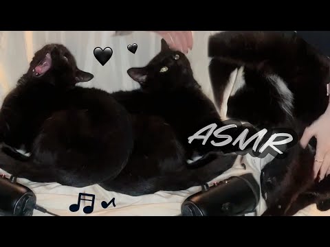 ASMR 10 Min Of Cozy Cat Purring 🐈‍⬛🐾