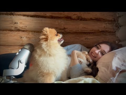 ASMR с собачками без слов 