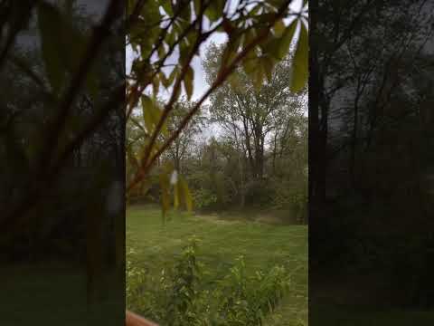 rain sounds #asmr #asmrsounds #rain #thunder #rainasmr