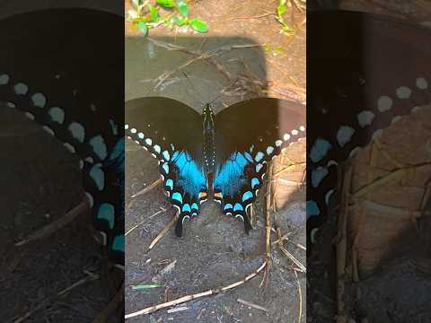 {ASMR} LOOK WHO STOPPED BY #asmr #shorts #shortsvideo #shortsfeed #Reels #beautyinnature #breathe