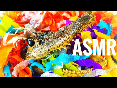 ASMR.Ripping paper.Crepe paper.Triggers for sleep and relaxation.No talking