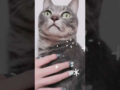 My face is plastic cat ASMR #shorts #私の顔はプラスチックです #plasticface