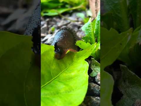 Just a ‘lil slug crunching leaves 😬🥬 #asmr #mouthsounds