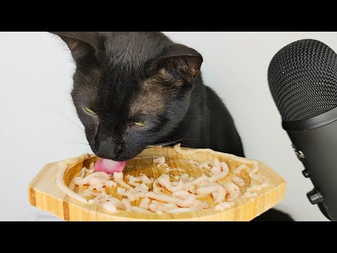 Cat Licking Creamy Treats ASMR