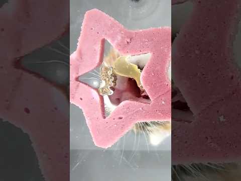 Kitten ASMR Eating Food ⭐