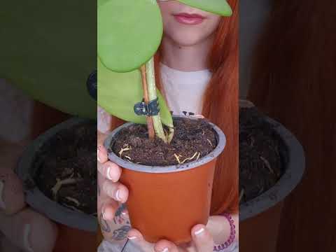 plants unboxing🌱#asmrvideo #relax #sensory #asmrtriggers #asmr #tingles #unboxing #nails #plants