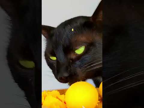Black Cat ASMR Mukbang 🤤 #asmr #eating #mukbang