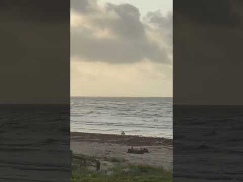 Morning Beach Sounds #short