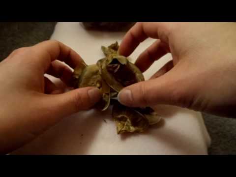 ASMR Soft Spoken/Whispering - Dried Pine Cone Sounds