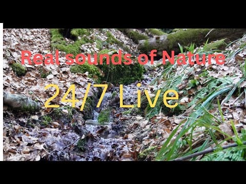 🔴 LIVE Real Sounds of Nature 🌿 Forest Stream Ambience | Relaxing Water Sounds 24/7