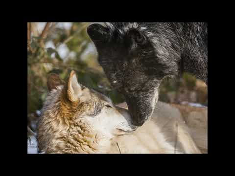 The last tingle Wolf video/furry and wolf asmr