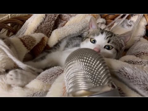 Cat make asmr for first time 🤗❤️