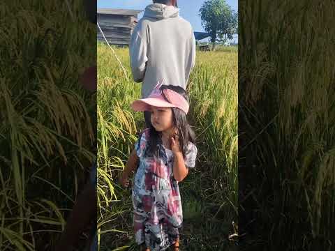 ASMR SuaSana Di Sawah 🌾🍃 #asmrvideo #asmr