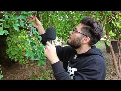 ASMR🌴IN Nature🌾[Outdoor Asmr]