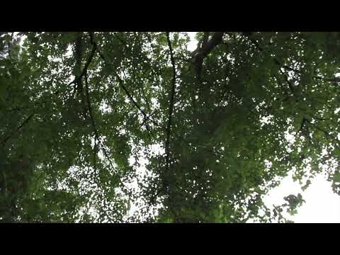 2+ Hours | Summer Breeze | Relaxation | Sleep | Background Sounds