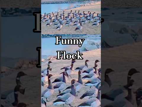 Flock Mentality #geese #funnyanimals #plymouth